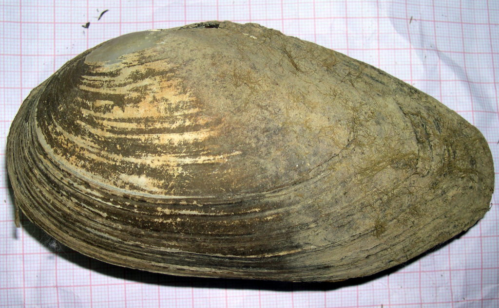Bivalvi